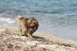 SPITZ ALLEMAND 229